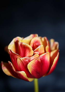 Tulipa blossom liliaceae