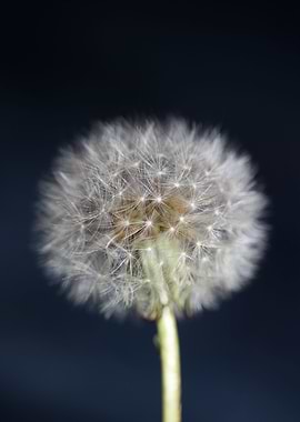 Taraxacum flowering macro