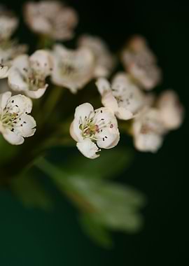 White flower blossom macro