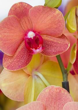 orchid in the garden