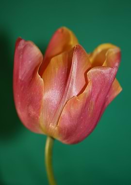 Tulipa flower close up