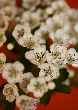 Crataegus flower blossom