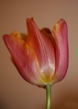 Tulip close up background