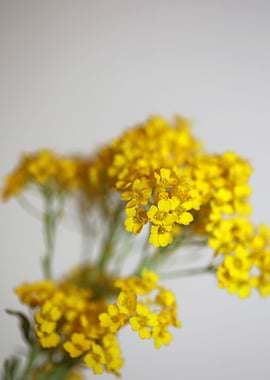 Aurinia flower background