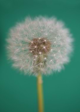 Blow ball flower blossom