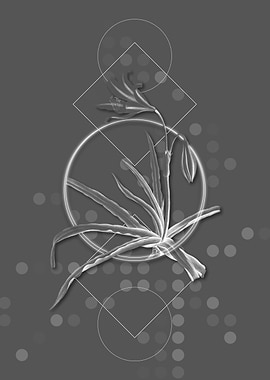 Gray Geometric Amaryllis