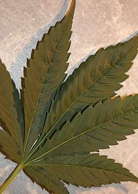 Cannabis leaf close up