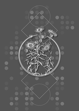 Hoary Diplopappus Flower