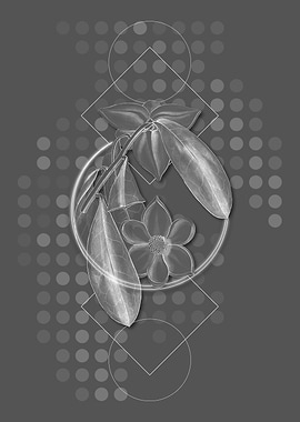 Custard Apple Branch