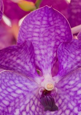 orchid in the garden