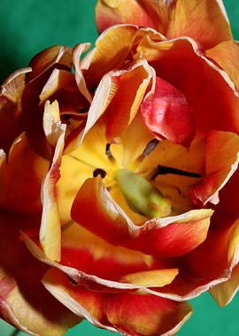 Tulipa blossom liliaceae