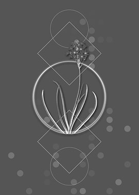 Gray Geometric Starflower