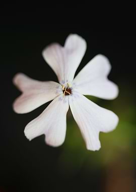 Phlox sabulata flowering