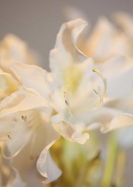 Rhododendron blossoming