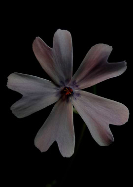 Phlox sabulata flowering