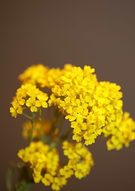 Aurinia saxatilis blossom