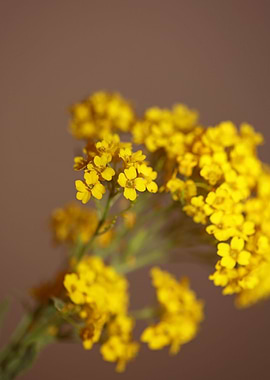 Aurinia flower background