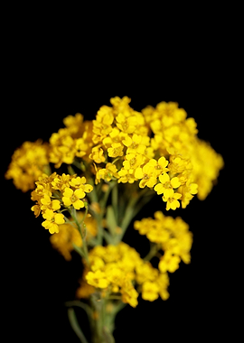 Aurinia saxatilis blossom
