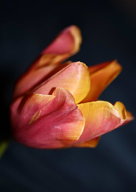 Tulip flowering close up