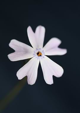 Flower blossom Phlox macro