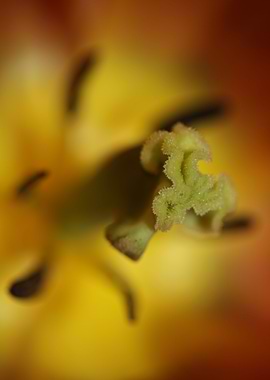 Tulipa flowering macro