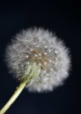 Taraxacum officinale macro
