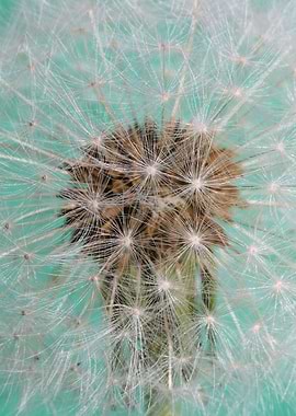 Dandelion flower close up