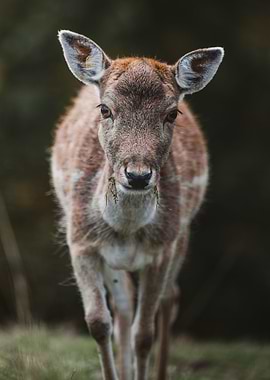 Eating Deer Portrait