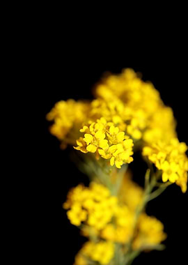 Yellow flowering Aurinia