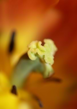 Tulip flowering liliaceae