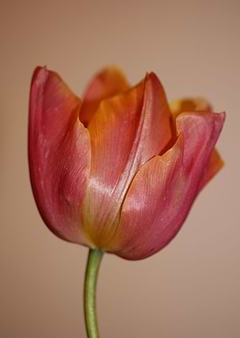 Tulip flowering close up