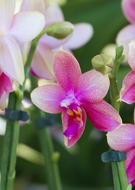 orchid in the garden