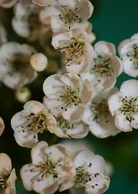 White flower blossoming