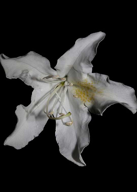 Rhododendron flower macro