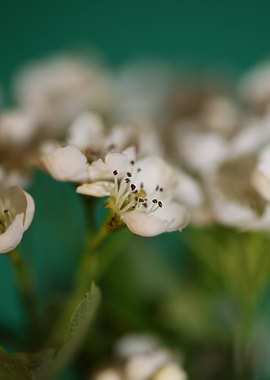 White flower blossoming