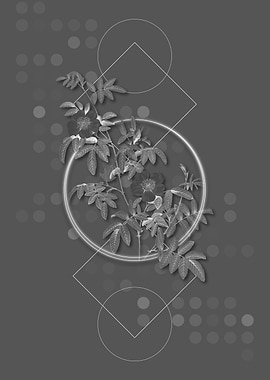 Gray Vintage Rose Flower