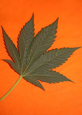 Marihuana green leaf macro
