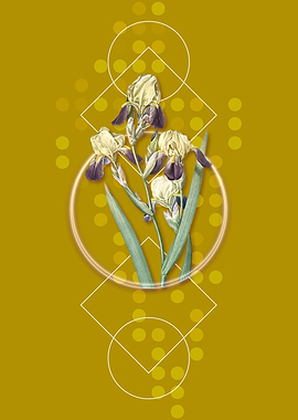 Vintage Elder Scented Iris