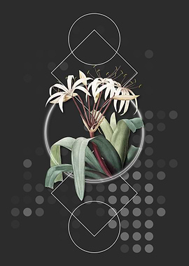 Crinum Erubescens Flower