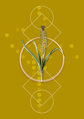 Geometric Grape Hyacinth