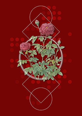 Red Burgundy Cabbage Rose