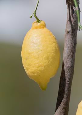 yellow lemon