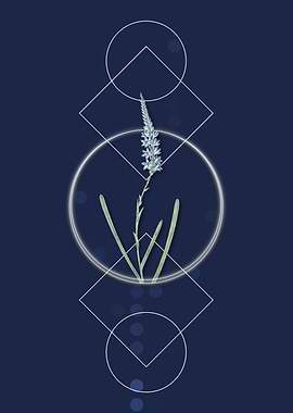 Geometric Ixia Cepacea