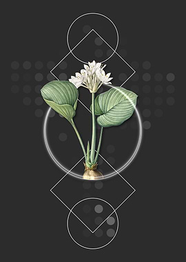 Geometric Cardwell Lily