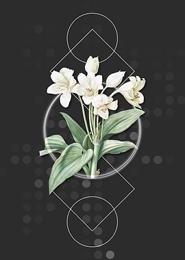 Geometric Crinum Giganteum