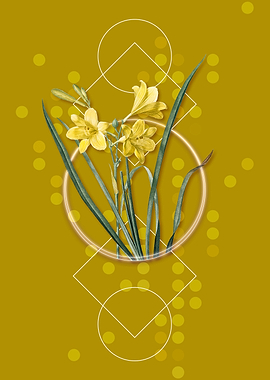 Geometric Daylily Flower