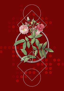 Geometric Pink Hudson Rose