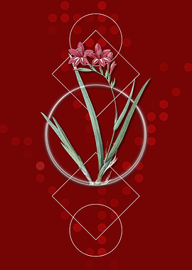 Geometric Gladiolus Flower