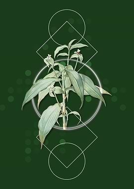 Vintage Commelina Zanonia