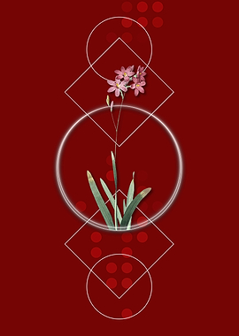 Geometric Corn Lily Flower